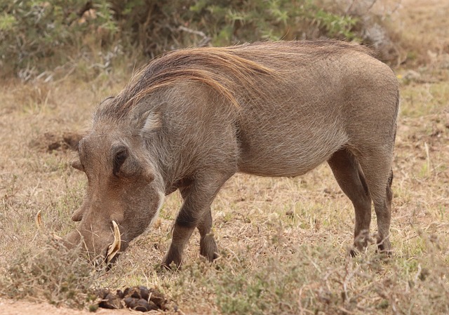 Free Eastern Cape Warthog African Warthog photo and picture