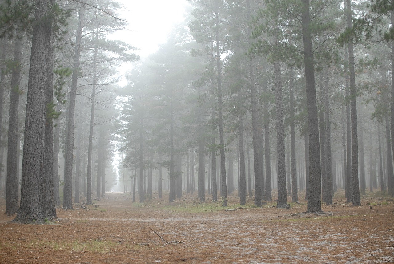 Forest - free online jigsaw puzzle photo