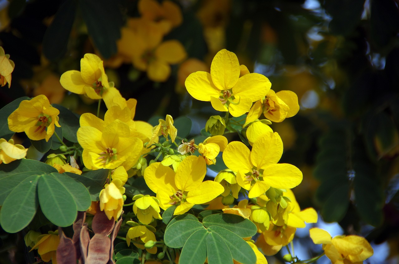 花 黄色 花びら Pixabayの無料写真