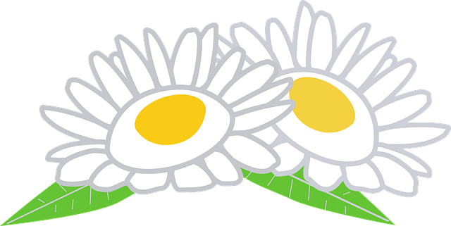 Free chamomile flowers leaves illustration