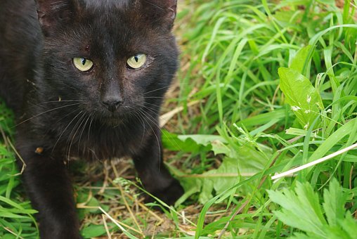 Katze, Haustier, Schwarz, Pflanze, Gras