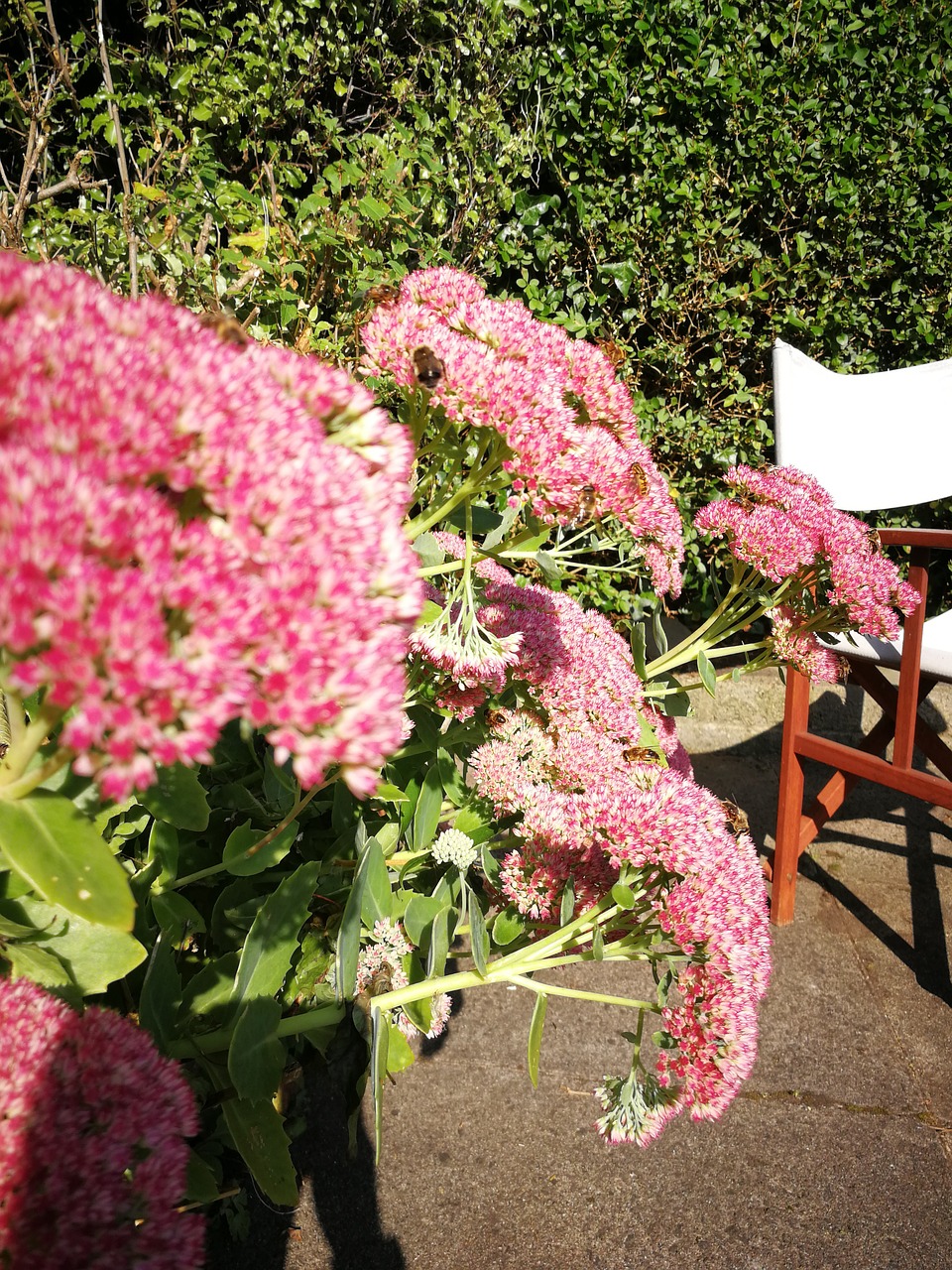Pink Garden Maxi main image 1