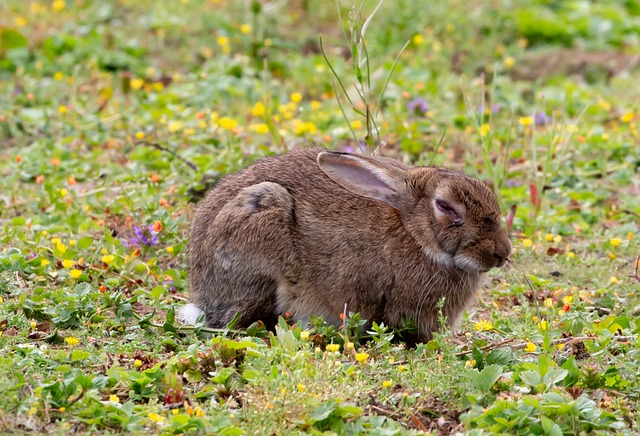 10,000+ Free Sleeping Rabbit & Rabbit Images - Pixabay