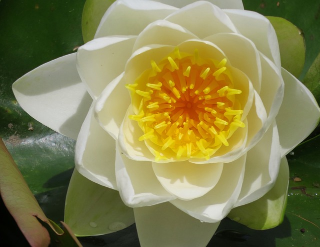 Free Water Lilies Aquatic Plants photo and picture