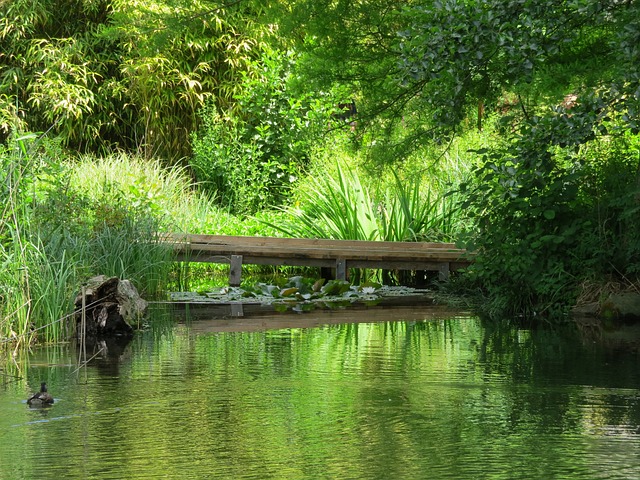 Free Park Lake photo and picture