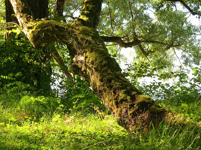 Free Tree Old photo and picture