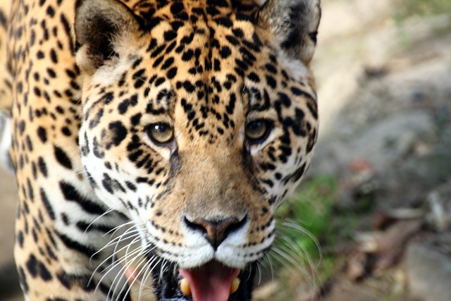 Free Jaguar Zoo photo and picture