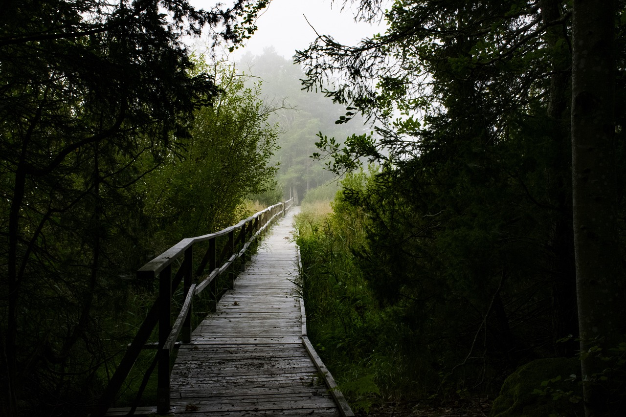 Forest - free online jigsaw puzzle photo
