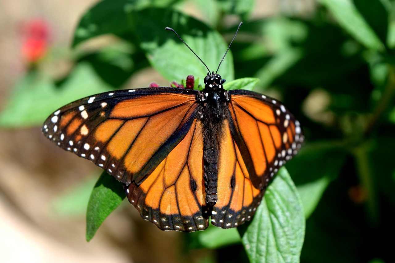 Garden - free online jigsaw puzzle photo
