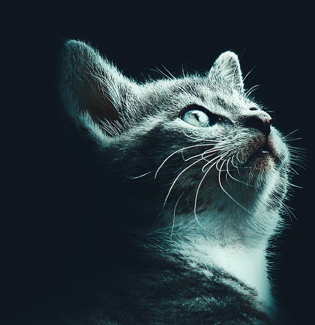 Free Cat Animal photo and picture