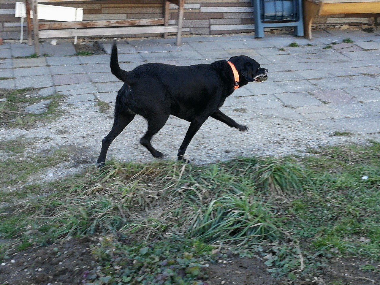 labrador-cadela-animal-dom-stico-foto-gratuita-no-pixabay-pixabay