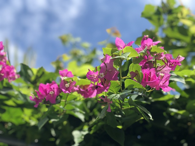 Free Bougainvillea Confetti Flowers photo and picture