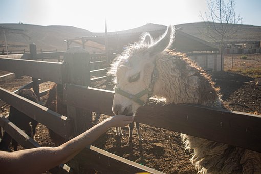 Free Alpaca Animal photo and picture