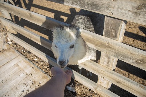 Free Alpaca Animal photo and picture