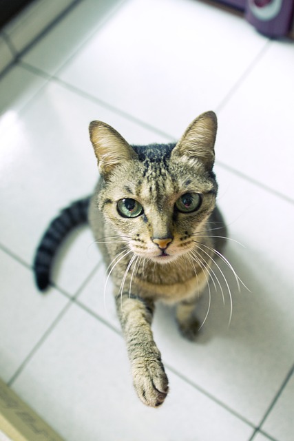 Gato, Reloj, Levantar La Mano