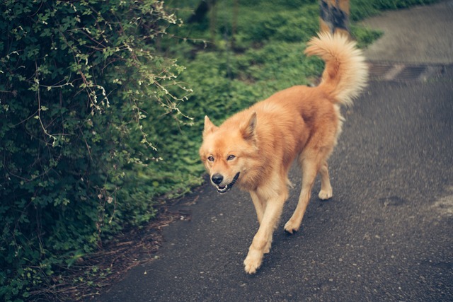 Perro, Mascota, Doméstico, Canino