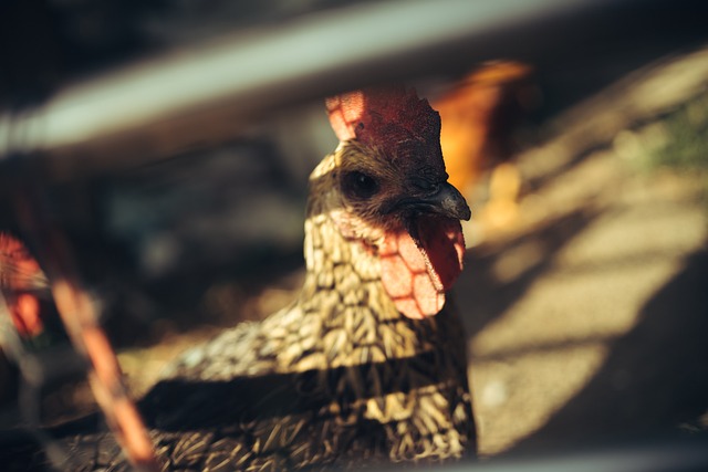 Gallo, Oscuridad, Pollo