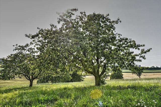 Free Summer Tree photo and picture