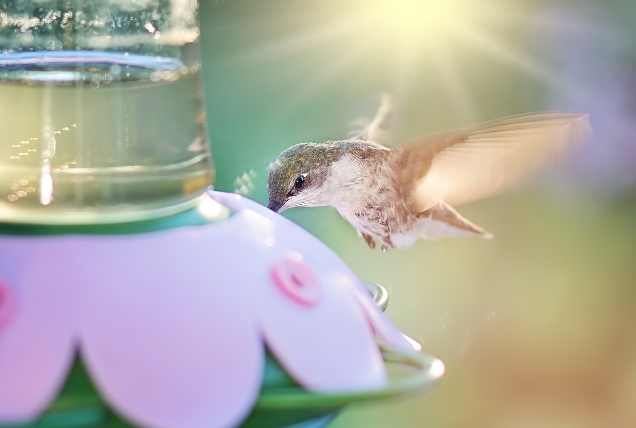 Hummingbird Flying Bird - Free photo on Pixabay