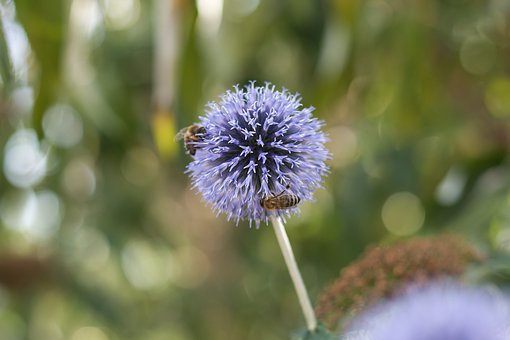 Bi, Smukke Blomster, Insekt, Blomst