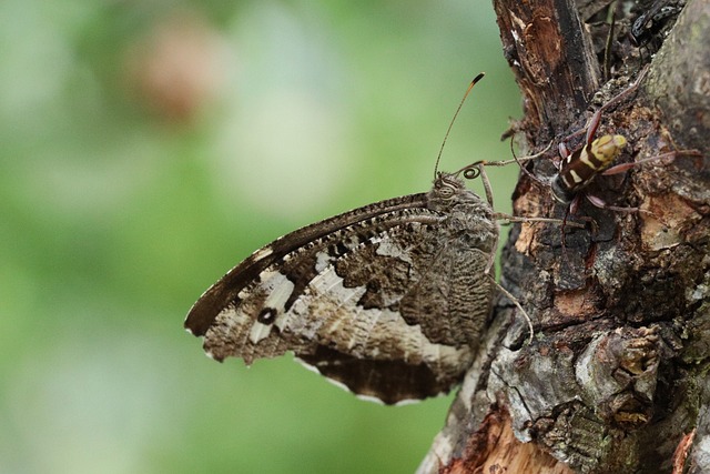 Free Butterfly Animal photo and picture
