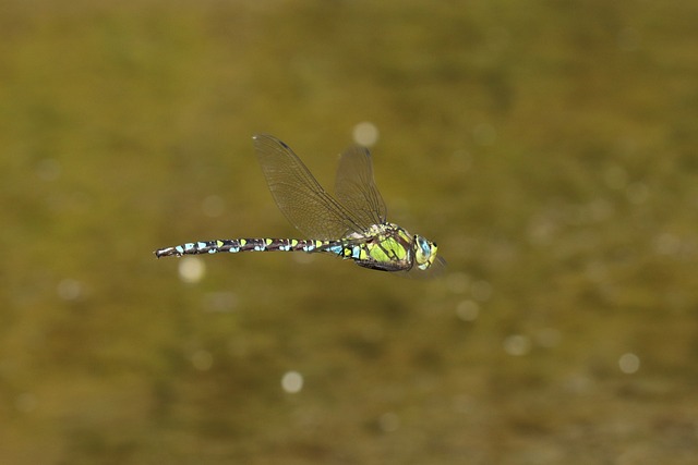 Free Dragonfly Insect photo and picture