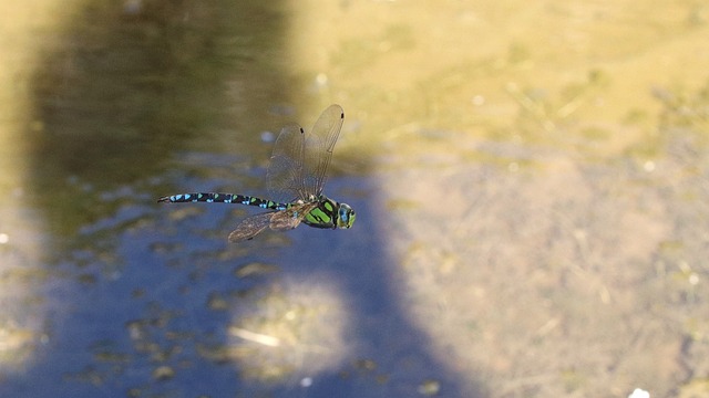 Free Dragonfly Insect photo and picture