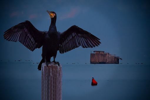 Free Cormorant Volatile photo and picture