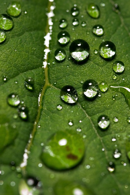 Free Leaf Water photo and picture