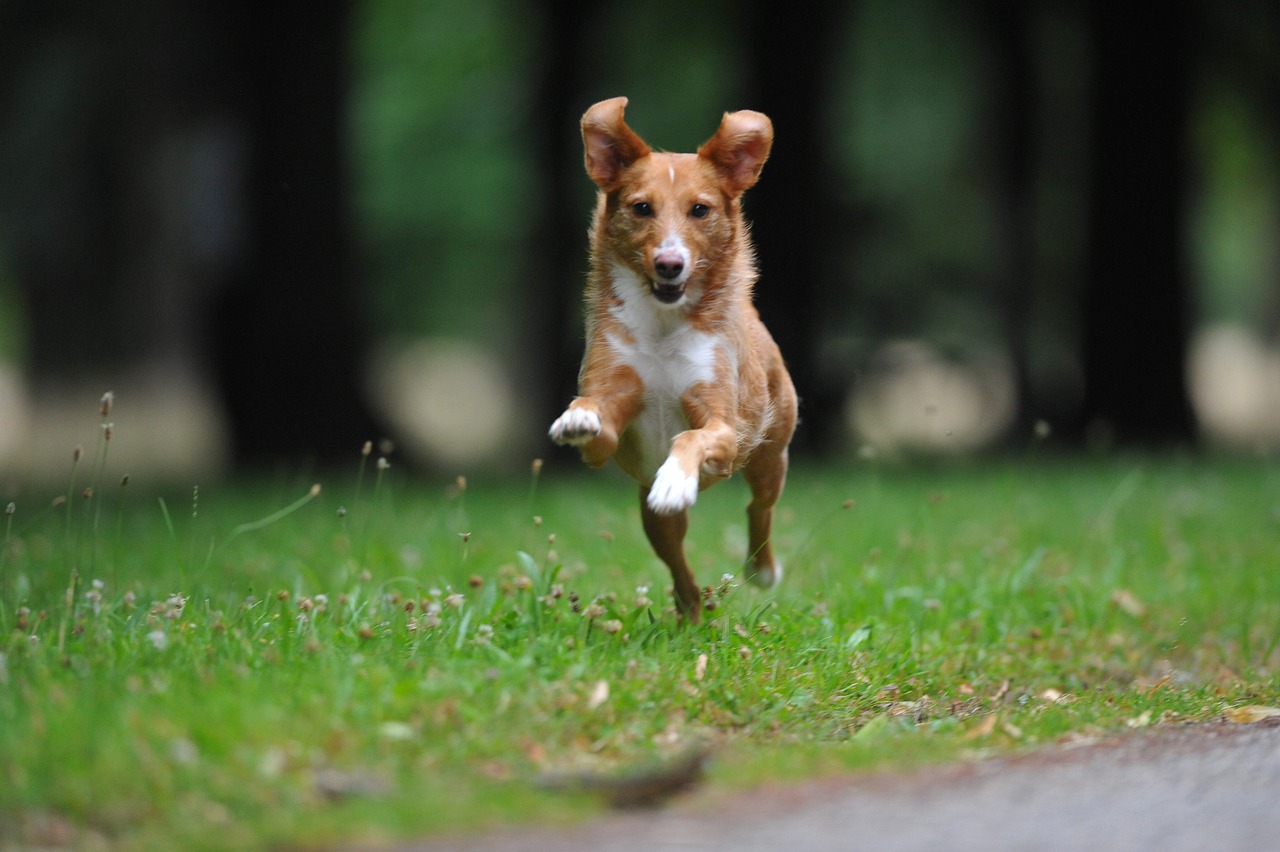 Dog - free online jigsaw puzzle photo