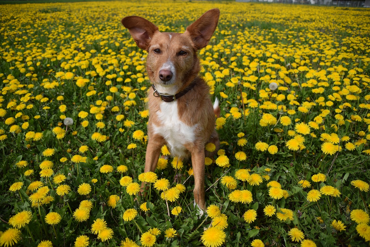 dog-canine-pet-free-photo-on-pixabay-pixabay