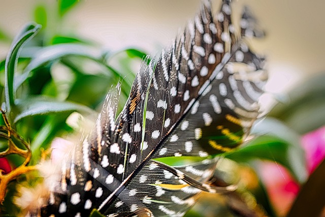 Free Feather Lightweight photo and picture