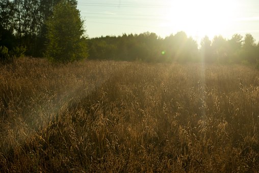 Gras, Natur, Feld, Gebüsch, Sonne, Licht