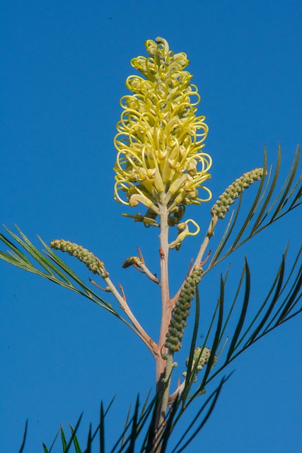 Free Grevillea Australia photo and picture