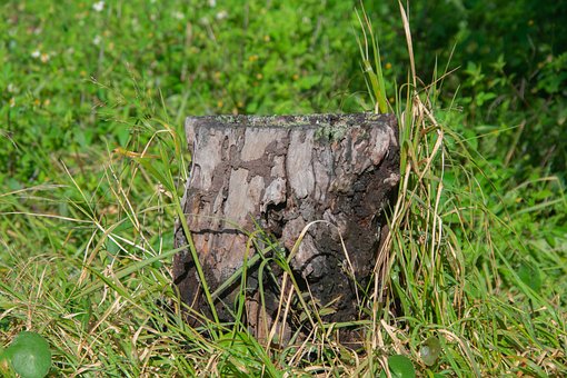 Free Stump Brown photo and picture