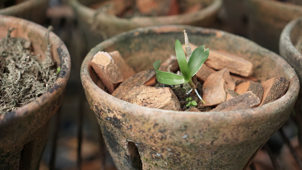 兰花 植物 锅 - Pixabay上的免费照片 - Pixabay