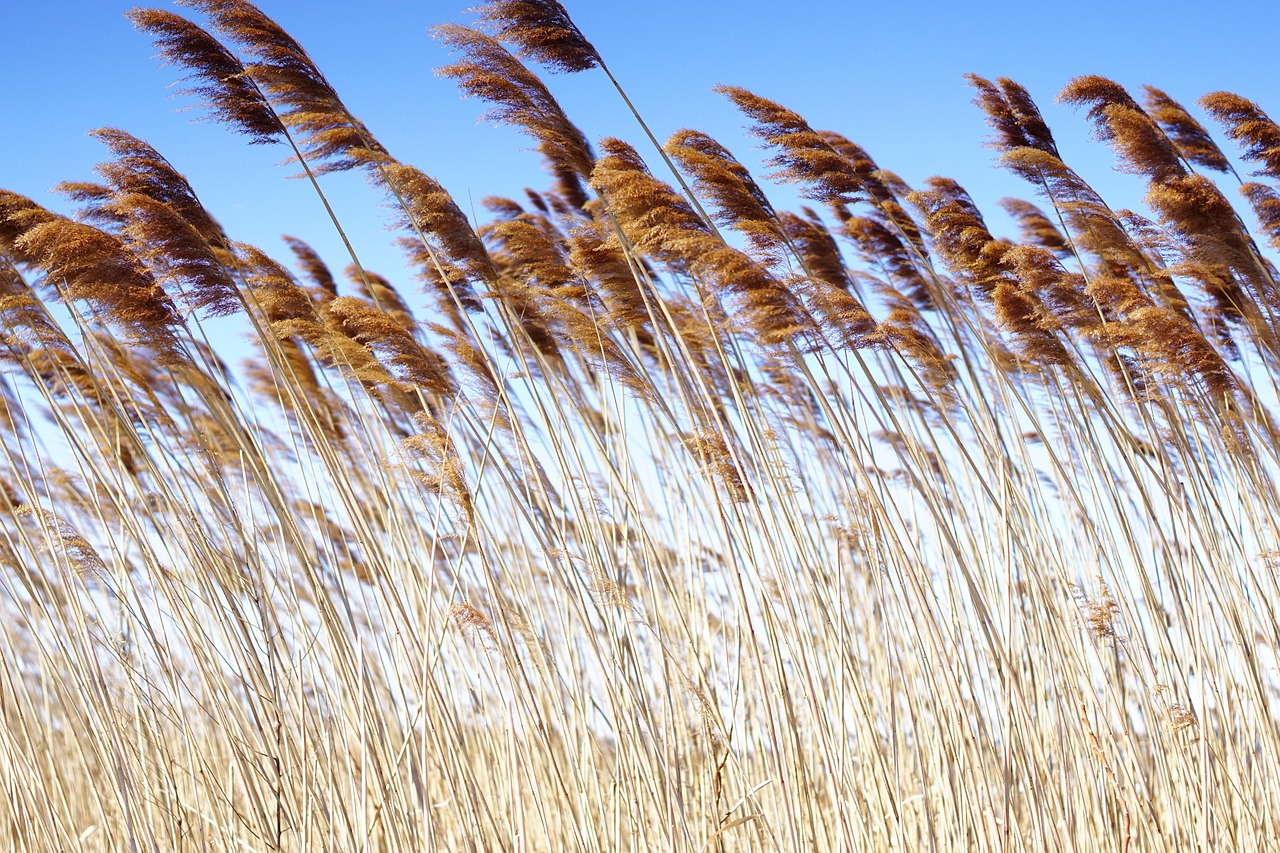 100 + 무료 갈대 바람 & 갈대 이미지 - Pixabay