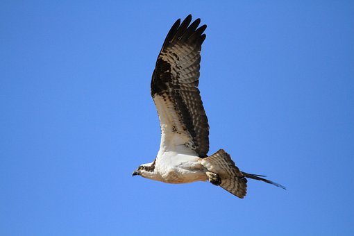Free Bird Osprey photo and picture