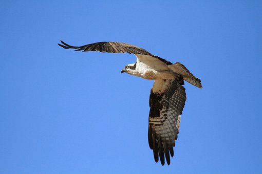Free Bird Hawk photo and picture
