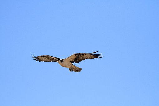 Free Bird Feathers photo and picture