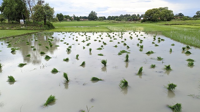 Paddy, Feld, Gras, Grün, Wasser, Himmel