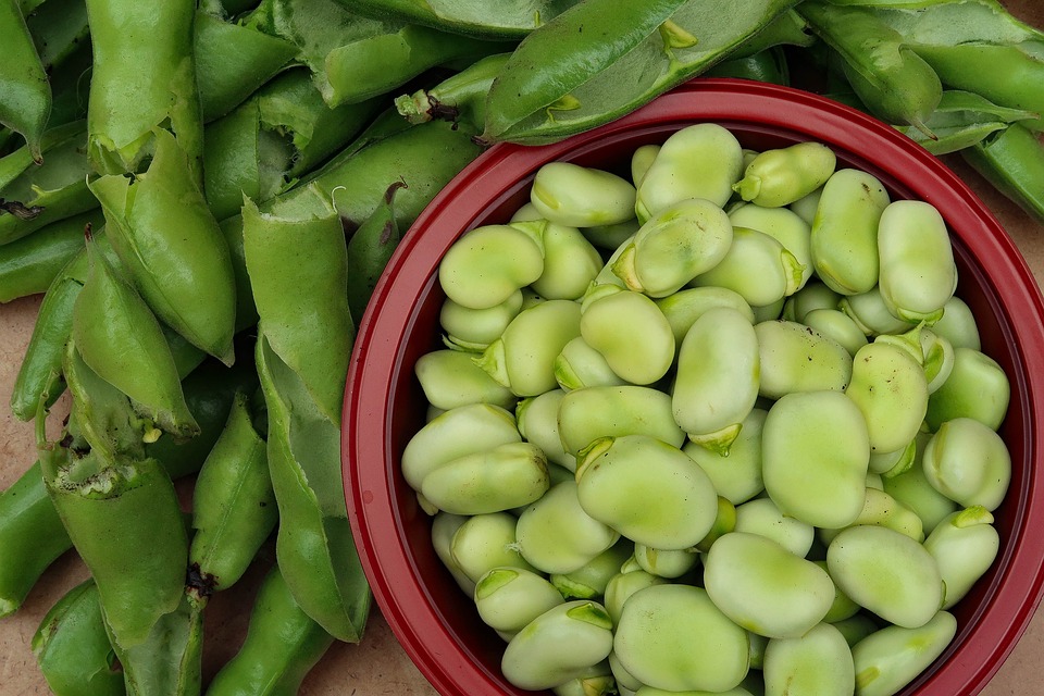 Broad Beans Food Free photo on Pixabay