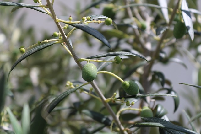 Free Olive Tree photo and picture