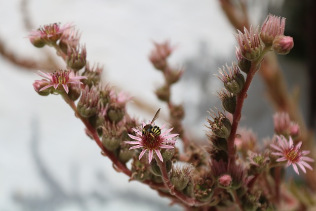Free Cactus Flower Wallpaper photo and picture