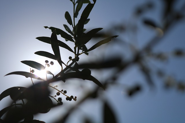 Free Olive Blur photo and picture
