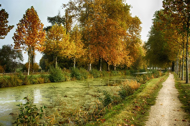 Kanal, Sti, Træer, Blade, Løv, Efterår
