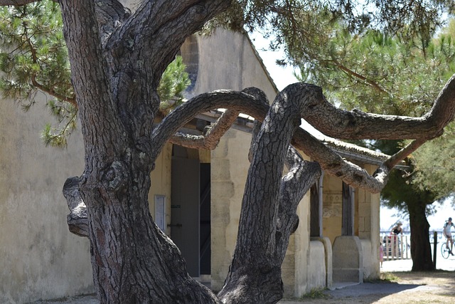 Free Tree Church photo and picture