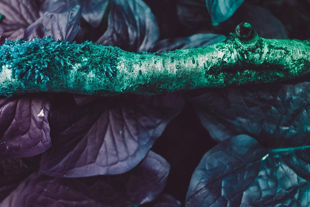 枝杈 植物 树叶 - Pixabay上的免费照片 - Pixabay