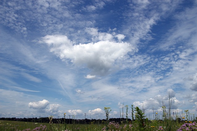 Free Flowers Prairie photo and picture