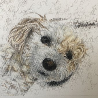 Free Puppy Dog photo and picture